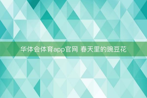 华体会体育app官网 春天里的豌豆花