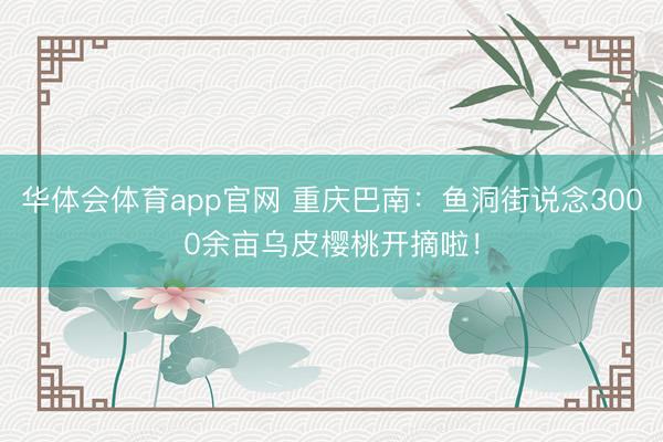 华体会体育app官网 重庆巴南:鱼洞街说念3000余亩乌皮樱桃开摘啦!